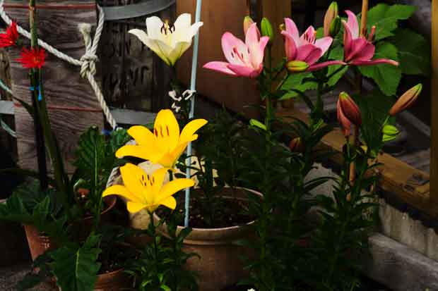 L1000051.jpg