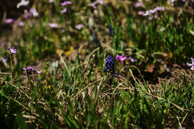 L1000103.jpg