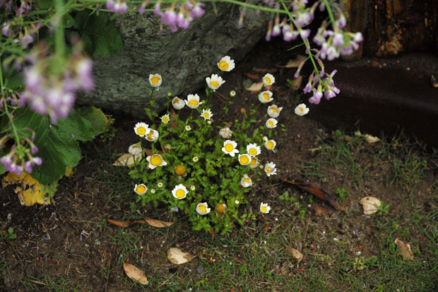 L1000650.jpg