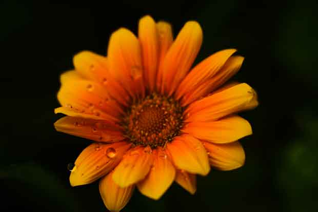 L1000896.jpg