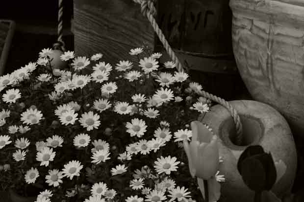 L1000949.jpg