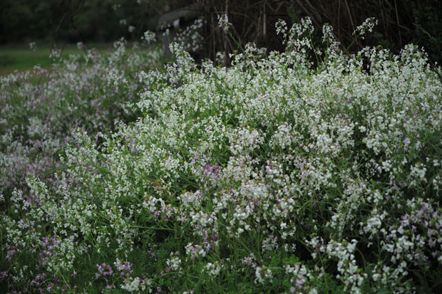 L1001256.jpg