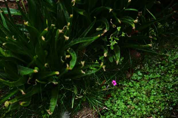 L1001323.jpg