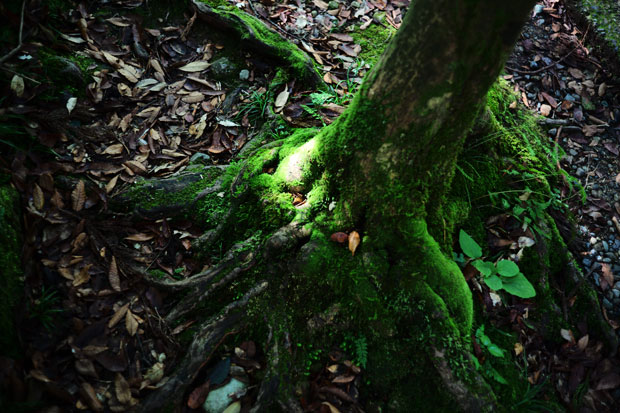 L1001627.jpg