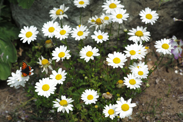 L1001650.jpg