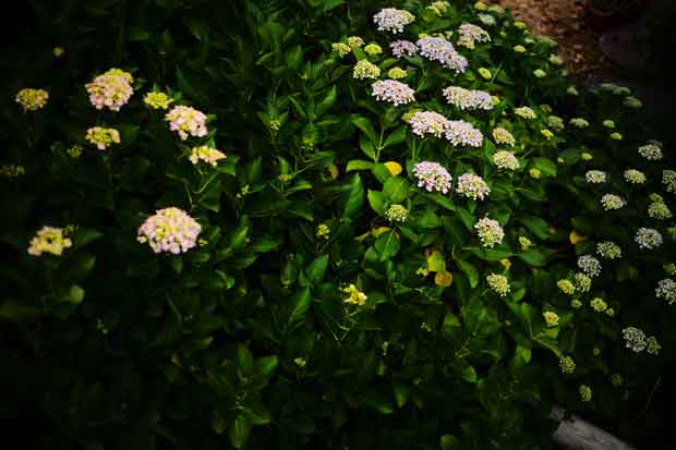 L1003858.jpg