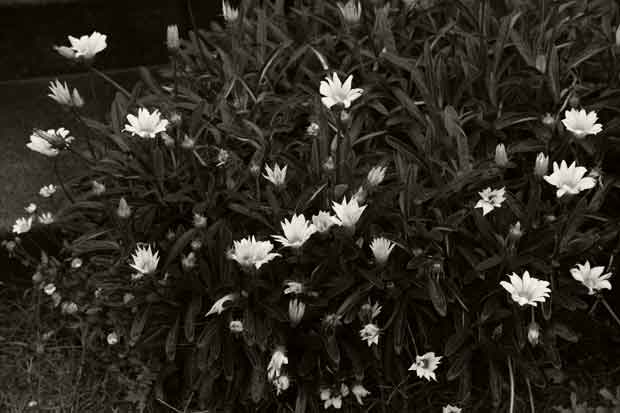 L1003954.jpg