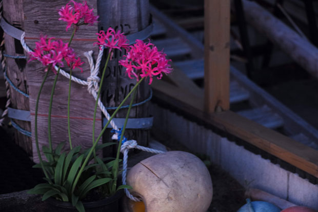 L1004559.jpg