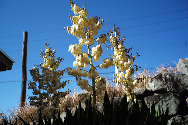 L1004625.jpg