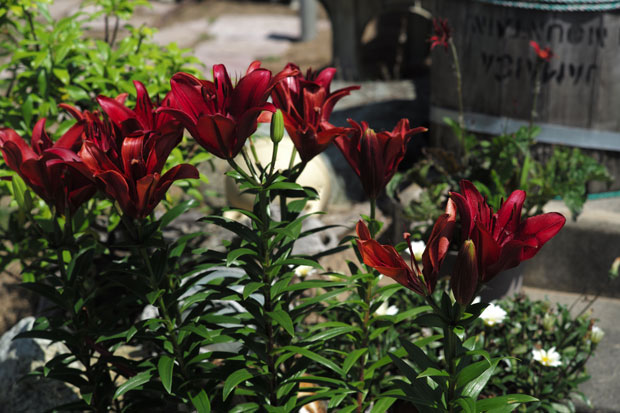 L1004795.jpg