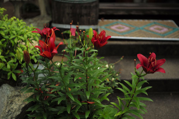 L1004910.jpg