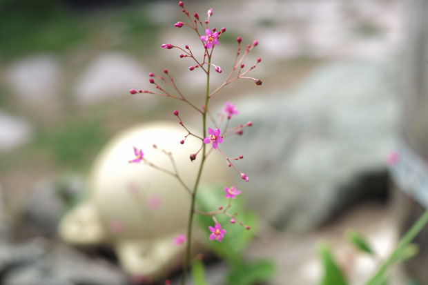 L1005263.jpg
