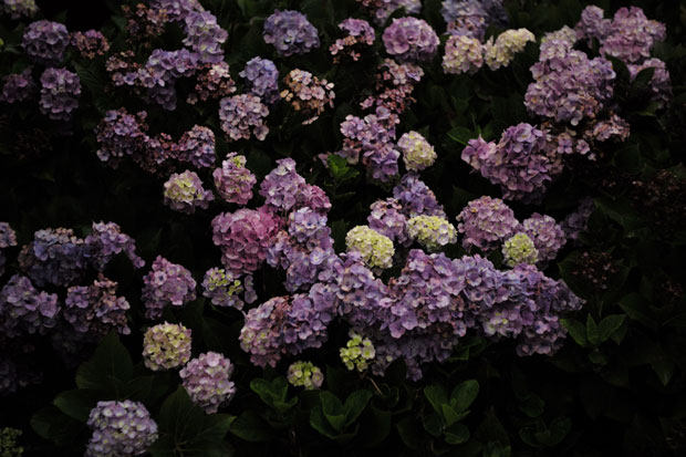 L1005822.jpg