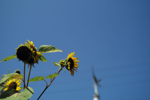 L1007584.jpg