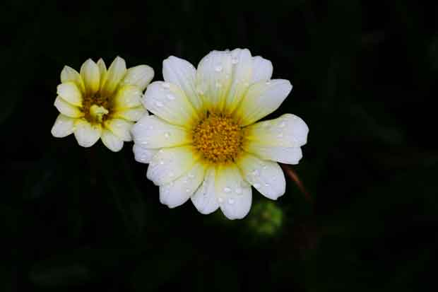 L1012589.jpg