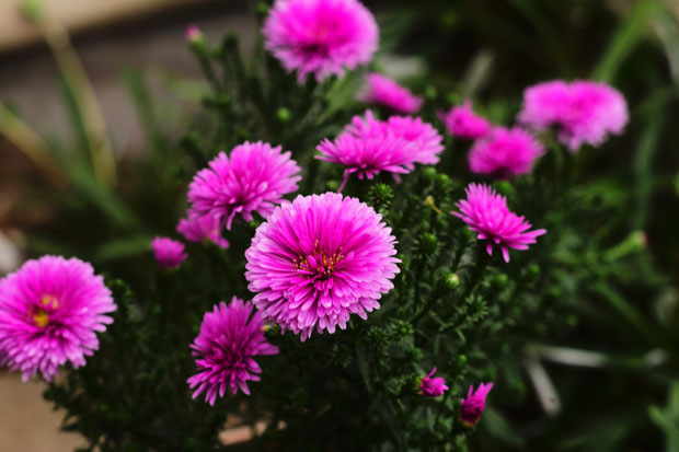 L1014615.jpg