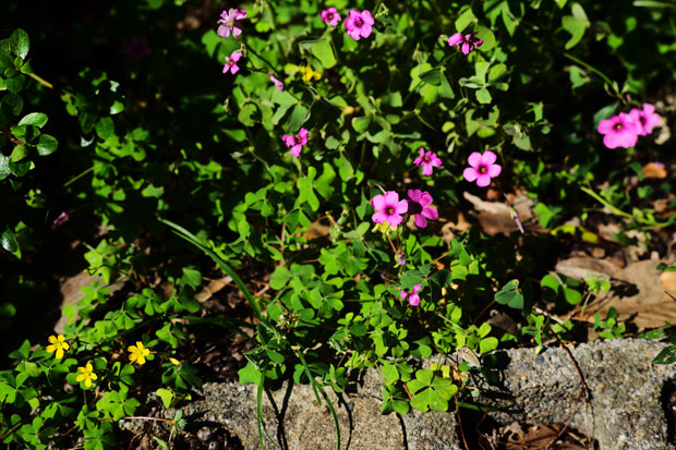 L1015865.jpg