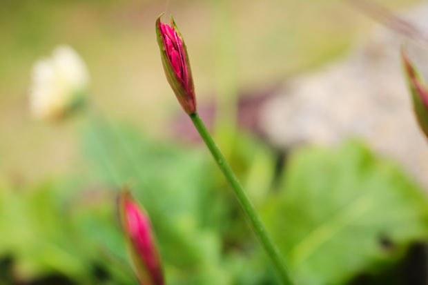 L1016921.jpg